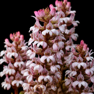 Satyrium rhynchanthum - Stickytip Satyre - 10+ Seed Pack
