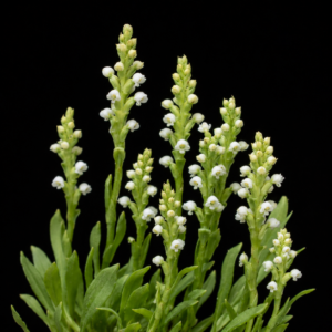 Satyrium rupestre - 10+ Seed Pack
