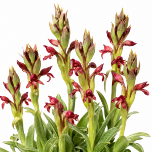 Satyrium situsanguinum - Slanghoek Satyre - 10+ Seed Pack