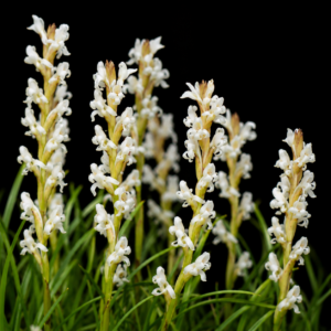 Satyrium stenopetalum ssp. brevicalcaratum - Western White Candle Satyre - 10+ Seed Pack