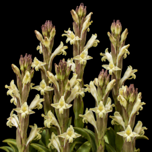Satyrium stenopetalum ssp. stenopetalum - South Coast White Candle Satyre - 10+ Seed Pack