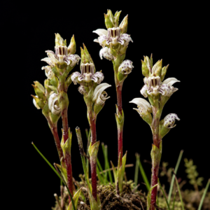 Satyrium striatum (Diplecthrum striatum) - 10+ Seed Pack