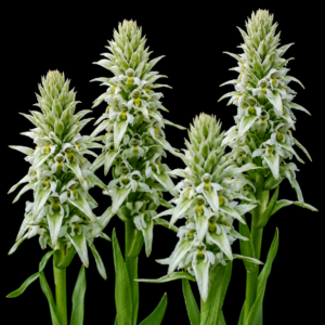 Satyrium trinerve - Whitebract Satyre - 10+ Seed Pack