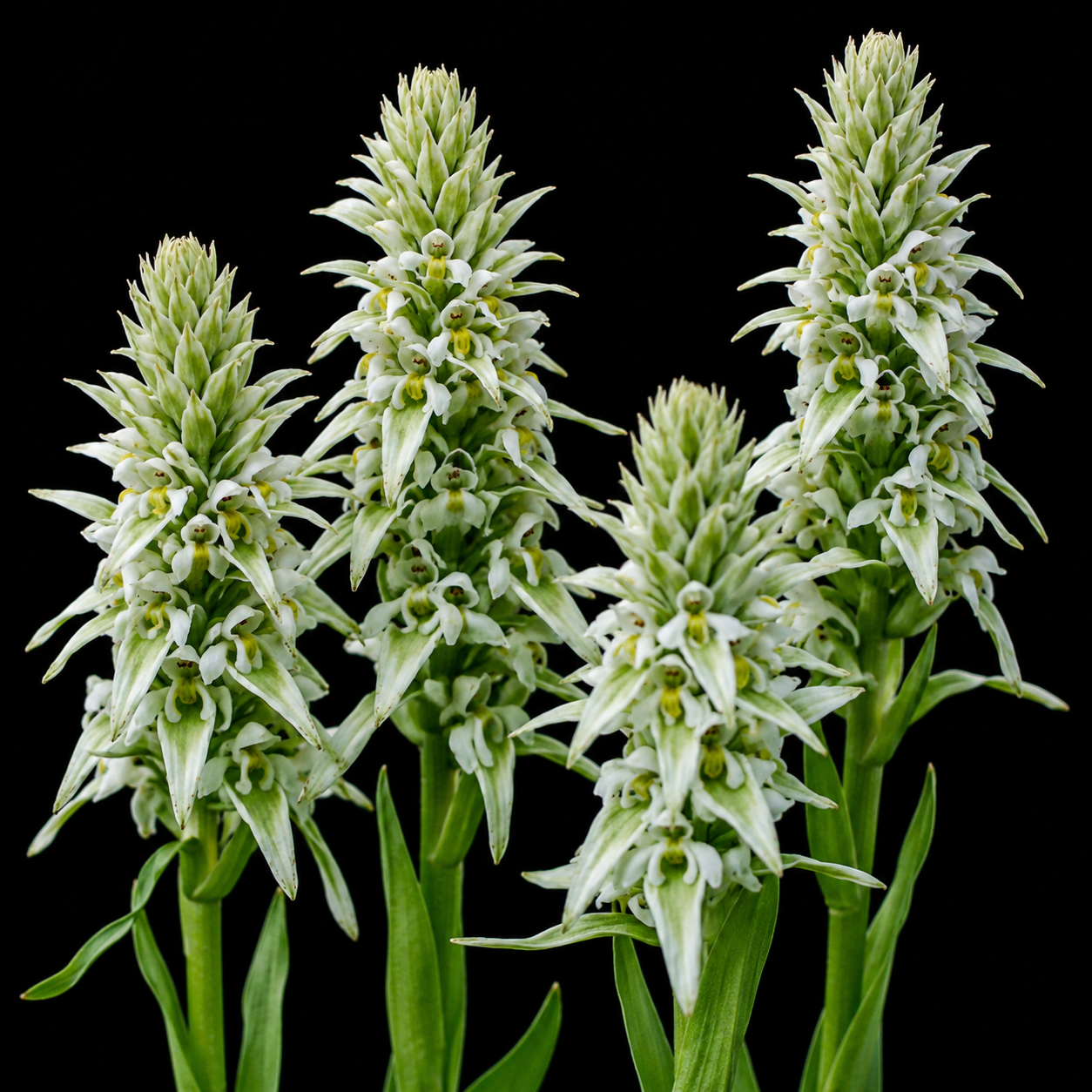 Satyrium trinerve - Whitebract Satyre - 10+ Seed Pack