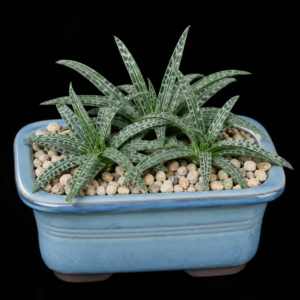 Bulbine alveolata - 5 Seed Pack