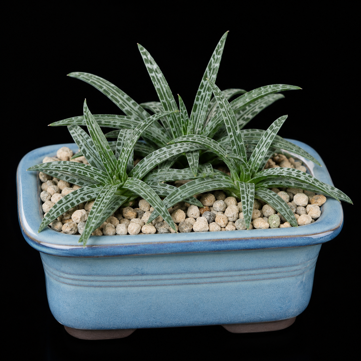 Bulbine alveolata - 5 Seed Pack
