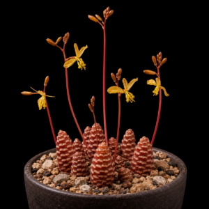 Bulbine bruynsii - 5 Seed Pack