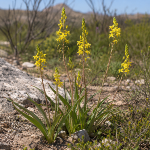 Bulbine cepacea - Renoster Kopieva - 5 Seed Pack