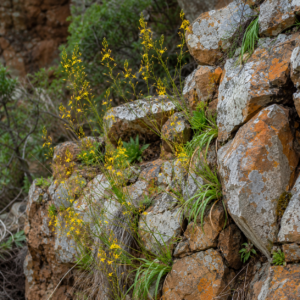 Bulbine cremnophila - 5 Seed Pack