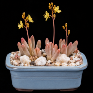 Bulbine dactylopsoides - Finger Kopieva - 5 Seed Pack