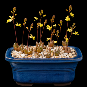 Bulbine diphylla - Twoleaf Kopieva - 5 Seed Pack