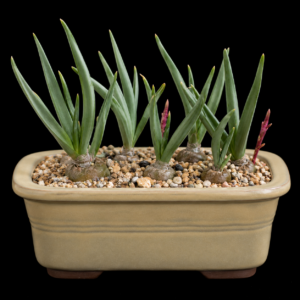 Bulbine disimilis - 5 Seed Pack
