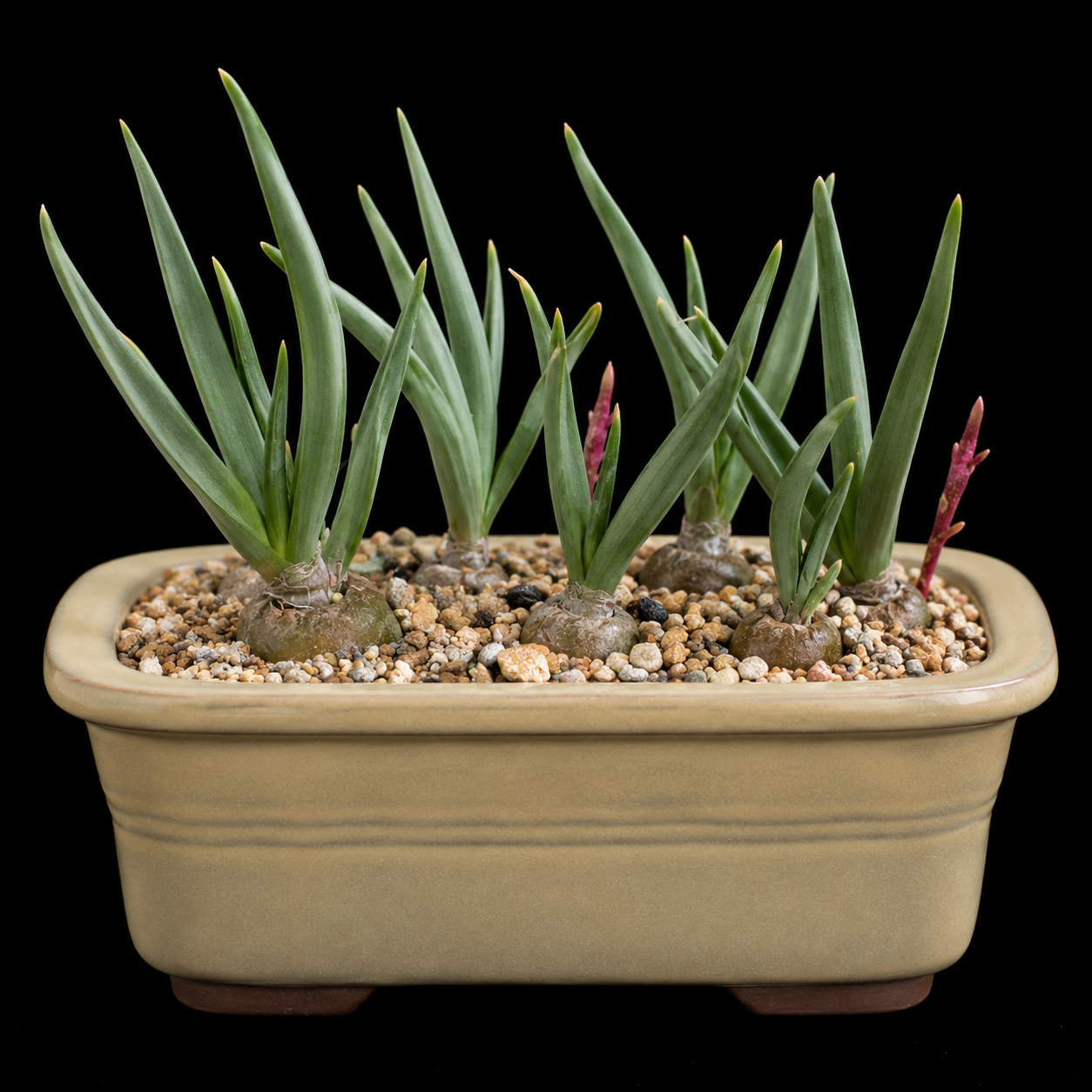 Bulbine disimilis - 5 Seed Pack