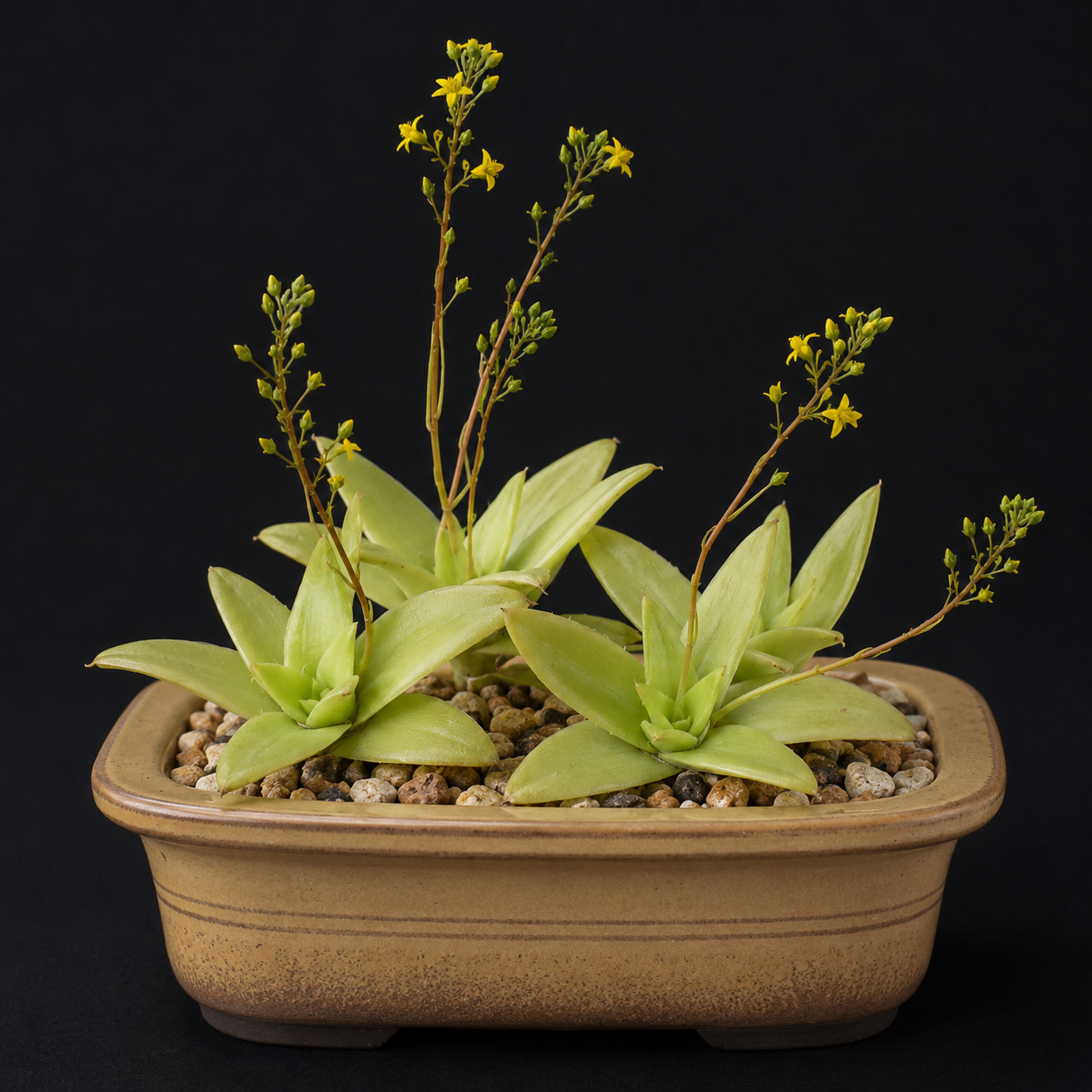 Bulbine erectipilosa - 5 Seed Pack