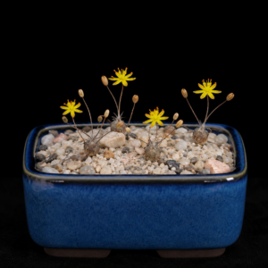 Bulbine esterhuyseniae - 5 Seed Pack