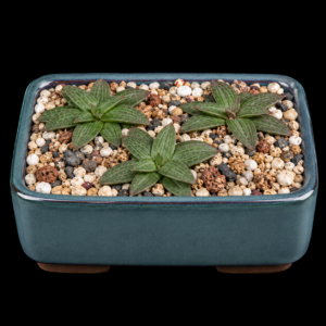 Bulbine fallax - 5 Seed Pack