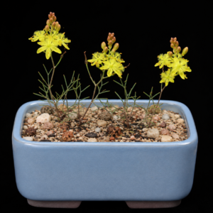 Bulbine flexuosa - 5 Seed Pack