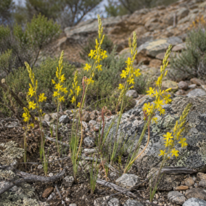 Bulbine foleyi - 5 Seed Pack