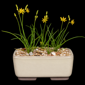 Bulbine fragilis - 5 Seed Pack