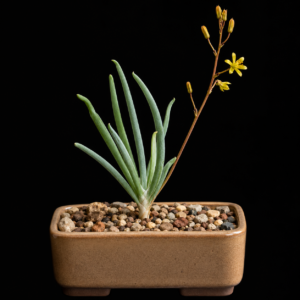 Bulbine hallii - 5 Seed Pack
