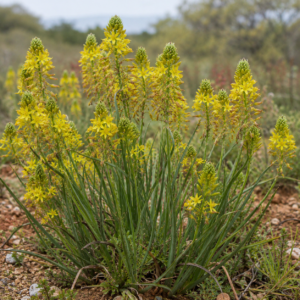 Bulbine inflata - 5 Seed Pack