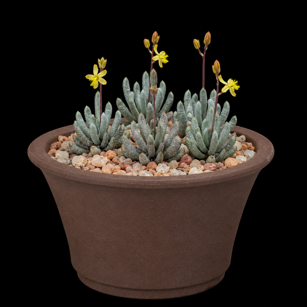 Bulbine lamprophylla - 5 Seed Pack