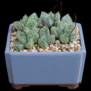 Bulbine lolita - 5 Seed Pack