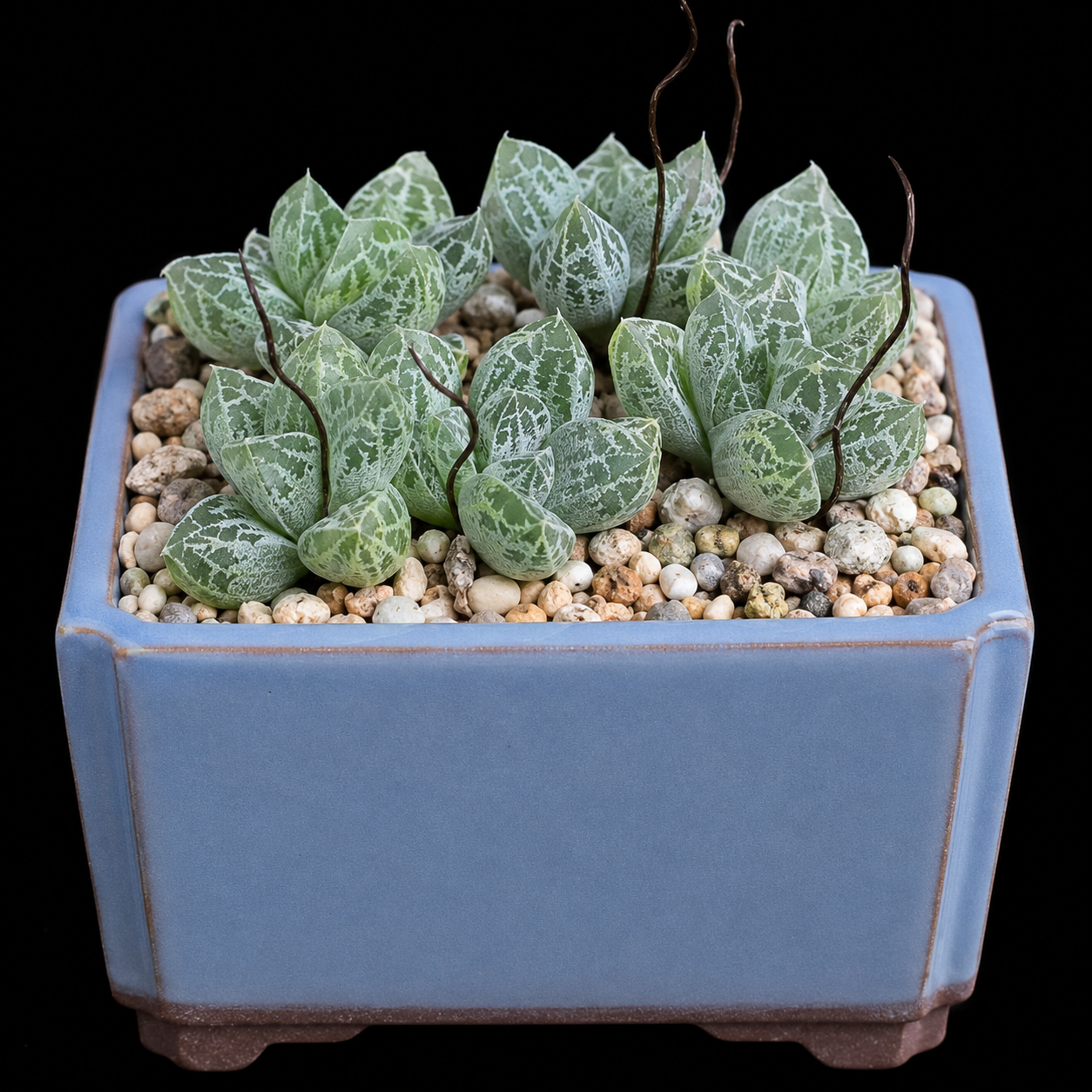 Bulbine lolita - 5 Seed Pack