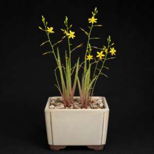 Bulbine longifolia - 5 Seed Pack