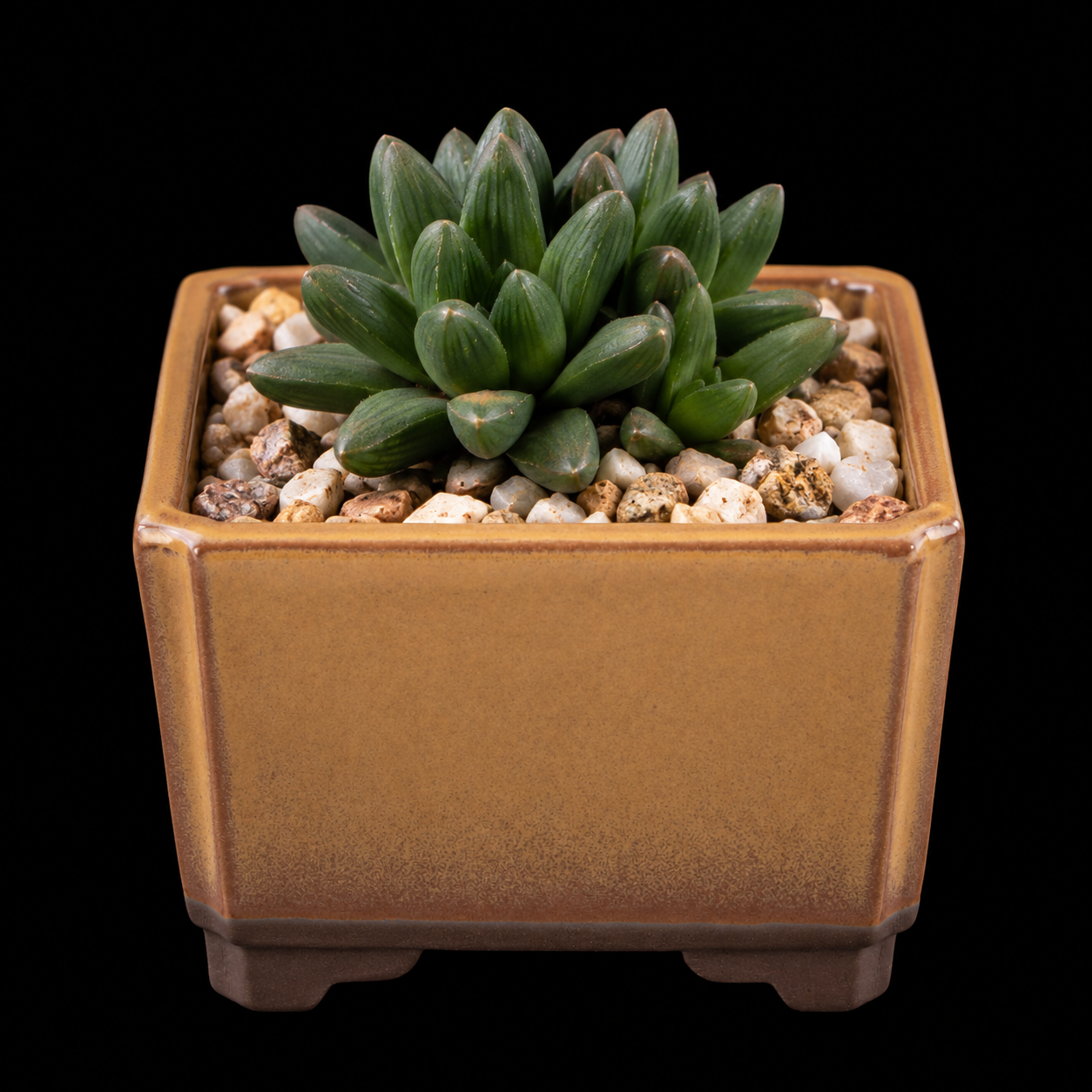 Bulbine louwii - 5 Seed Pack
