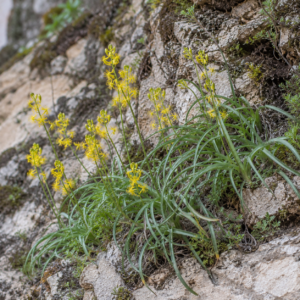 Bulbine meiringii - 5 Seed Pack