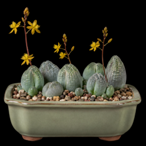 Bulbine mesembryanthoides ssp. namaquensis - Namaqua Stone Kopieva - 5 Seed Pack