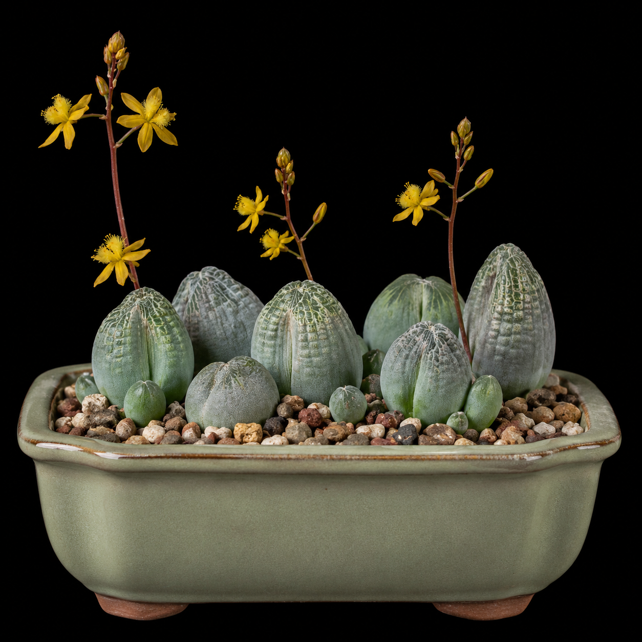 Bulbine mesembryanthoides ssp. namaquensis - Namaqua Stone Kopieva - 5 Seed Pack
