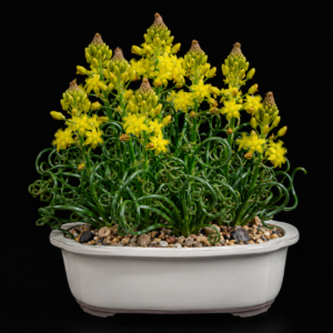 Bulbine namaensis (Bulbine vesicularis) - 5 Seed Pack