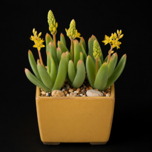 Bulbine navicularifolia - 5 Seed Pack