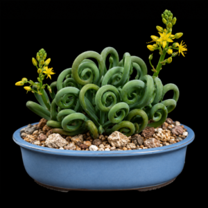 Bulbine ophiophylla - Curly Kopieva - 5 Seed Pack