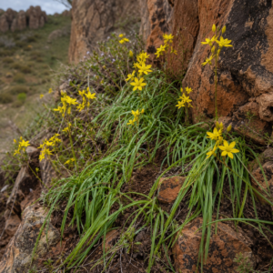 Bulbine pendens - Bootlace Bulbine - 5 Seed Pack