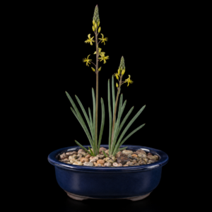 Bulbine quartzicola - 5 Seed Pack