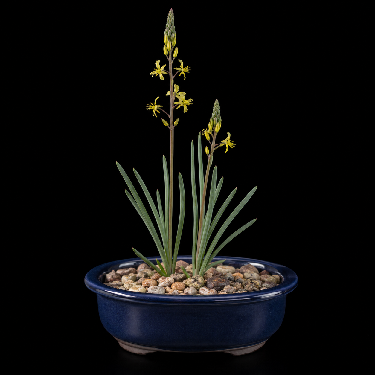 Bulbine quartzicola - 5 Seed Pack