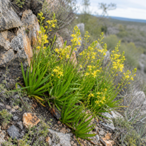 Bulbine ramosa - Badspoort Bulbine - 5 Seed Pack