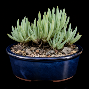 Bulbine retinens – Kouga Bulbine; Kougakopieva - 5 Seed Pack