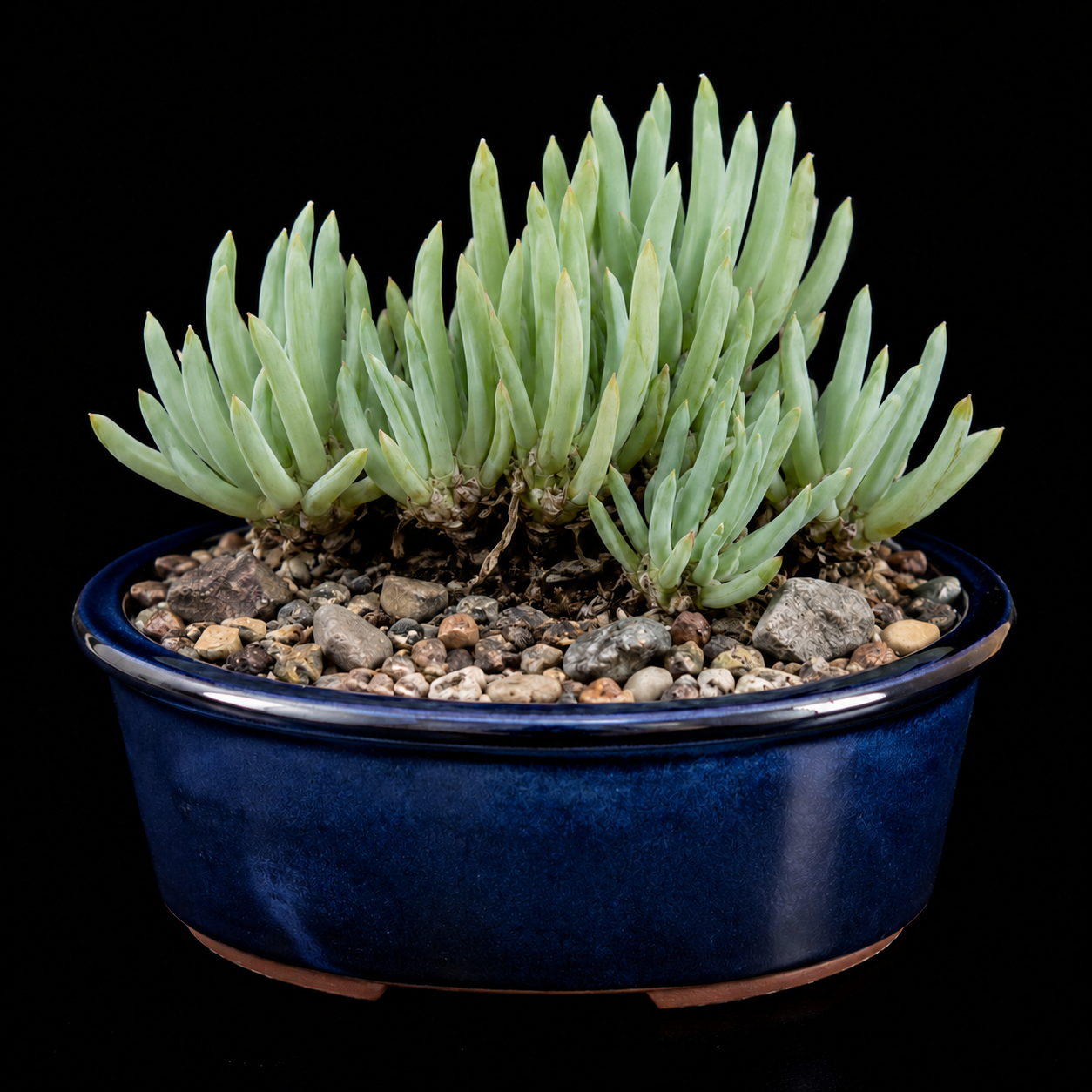 Bulbine retinens – Kouga Bulbine; Kougakopieva - 5 Seed Pack