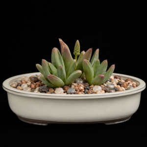 Bulbine sedifolia - 5 Seed Pack