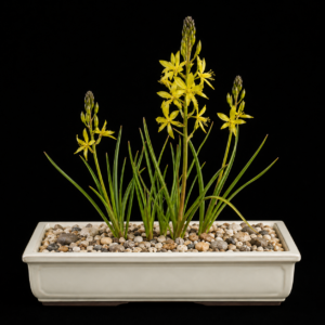 Bulbine semenaliundata - 5 Seed Pack