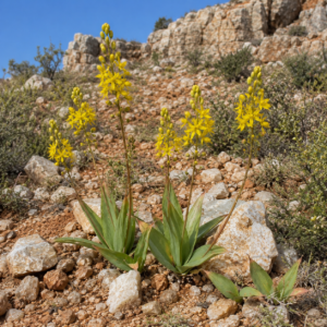Bulbine striata - Pella Kopieva - 5 Seed Pack