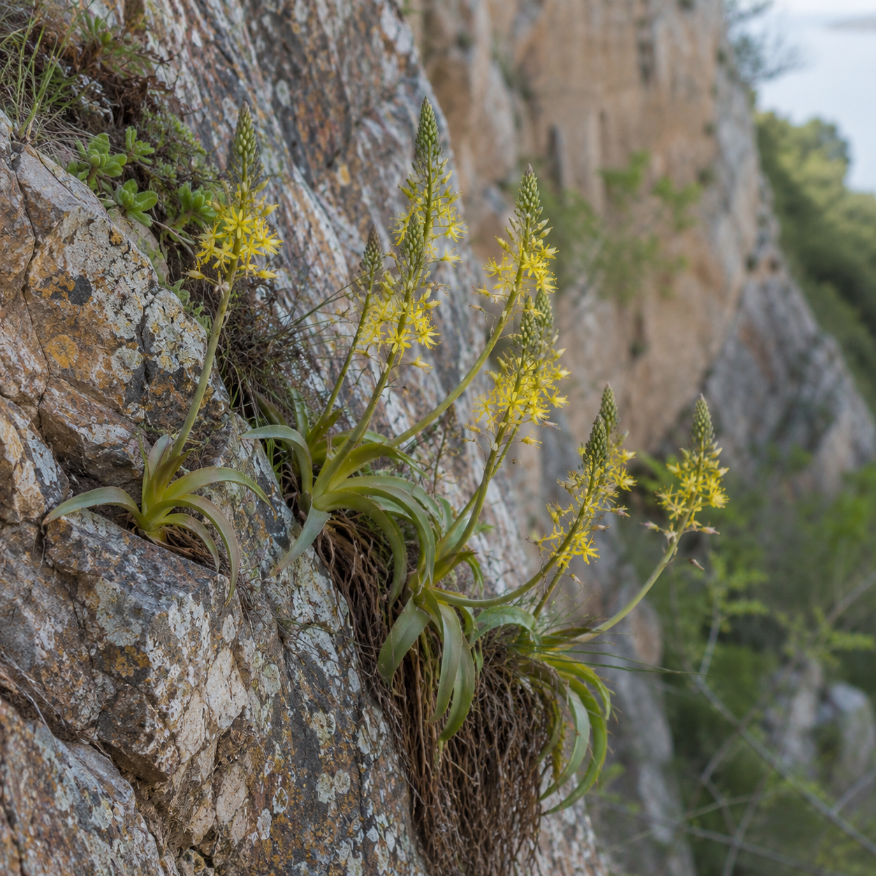 Bulbine suurbergensis – Suurberg Bulbine; Suurbergkopieva - 5 Seed Pack