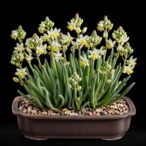 Bulbine triebneri (Bulbine alba) - 5 Seed Pack