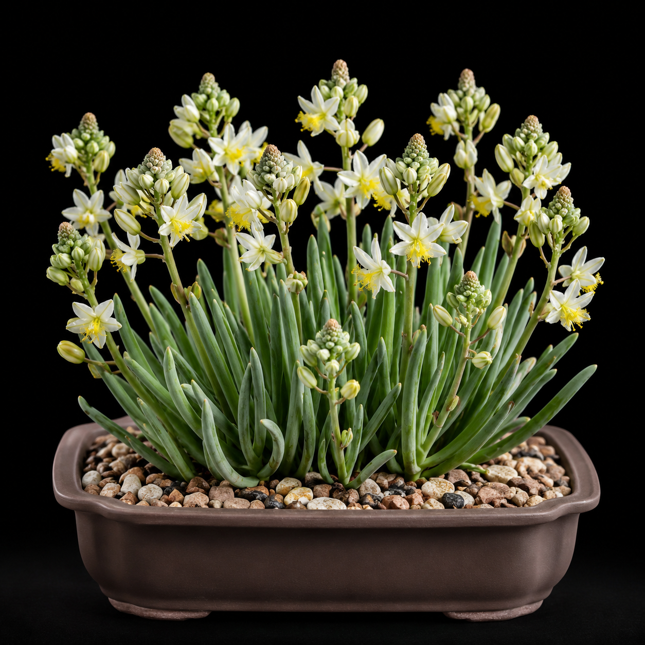 Bulbine triebneri (Bulbine alba) - 5 Seed Pack