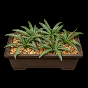 Bulbine vittatifolia - Striped-leaved Bulbine - 5 Seed Pack