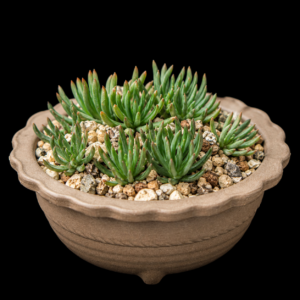 Bulbine wiesei - 5 Seed Pack